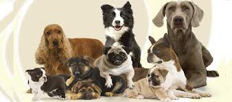 Agustimascotas