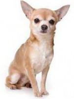 /album/fotogaleria-perritos/chiguagua-jpg/