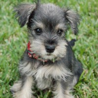 /album/fotogaleria-perritos/snauser-jpg/