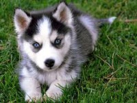 /album/fotogaleria-perritos/lobo-jpg/