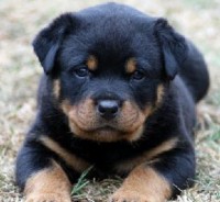 /album/fotogaleria-perritos/rottweiler-jpg/