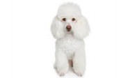 /album/fotogaleria-perritos/poodle-jpg/