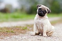 /album/fotogaleria-perritos/pug-jpg/